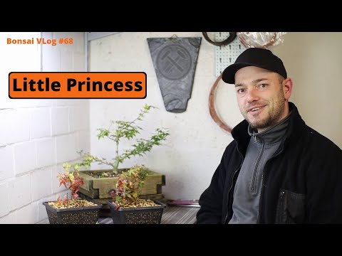 Princess Ball - Acer palmatum Little Princess [Air layering] | Bonsai VLog #68