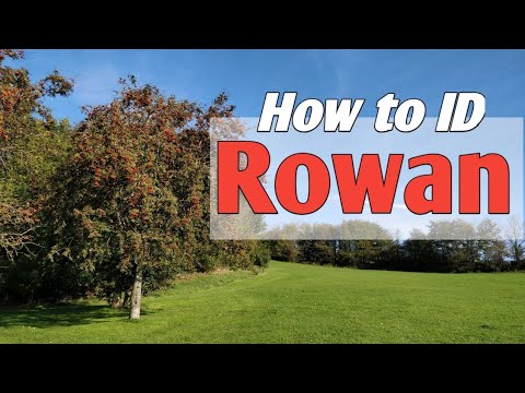 YouTube video about: Are mountain ash berries poisonous to dogs?