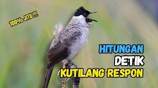 Download lagu Suara Burung Kutilang Gacor Garuda Paling Ampuh Untuk Masteran Dan Pikat mp3 Download lagu Suara Burung Kutilang Gacor Garuda Paling Ampuh Untuk Masteran Dan Pikat mp3