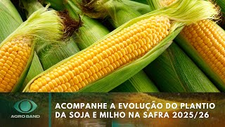 Acompanhe a evolução do plantio da soja e milho na safra 2025/26