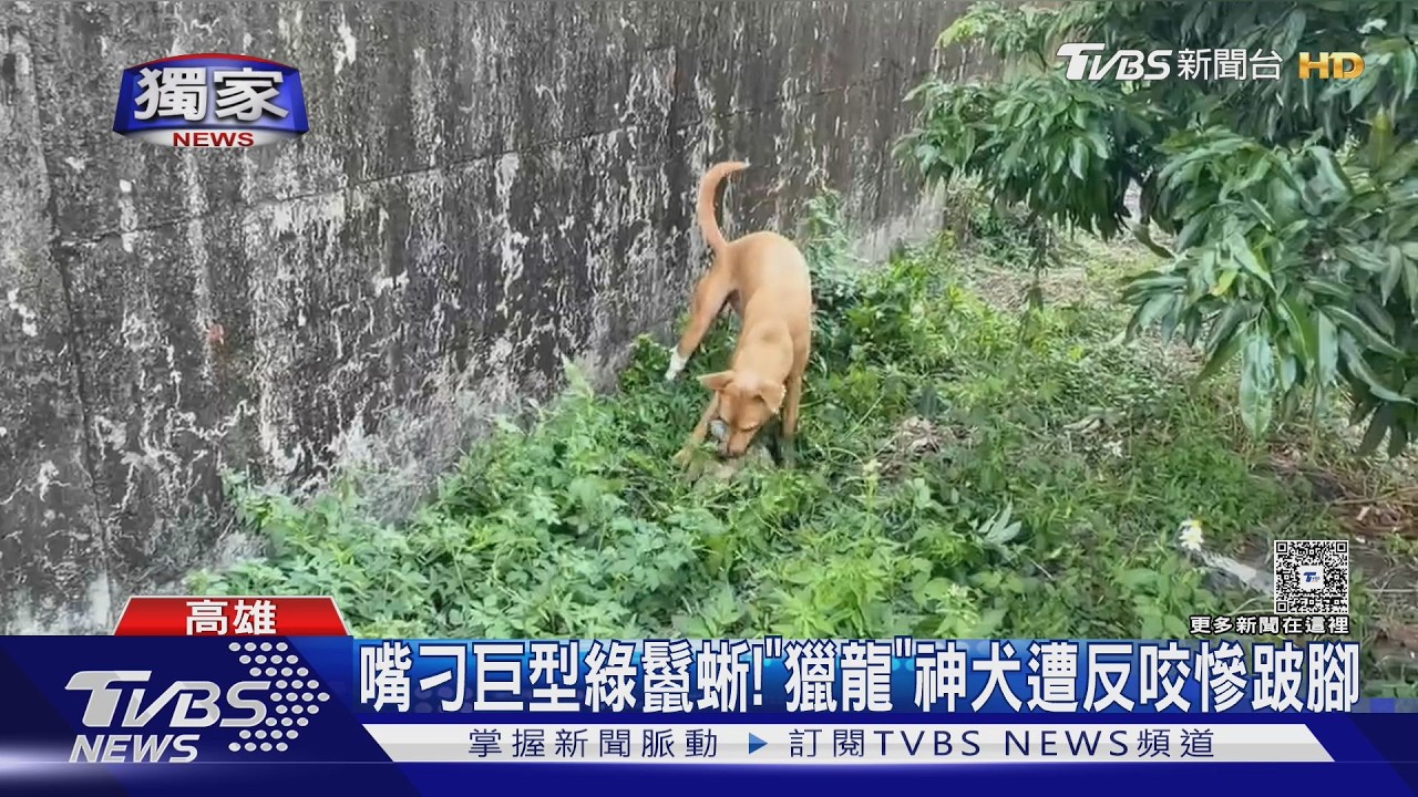 獨家影音／嘴刁巨型綠鬣蜥！　「獵龍」神犬遭反咬　縫針慘跛腳
