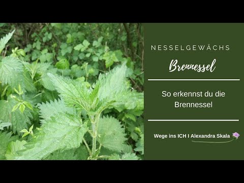 Brennessel erkennen