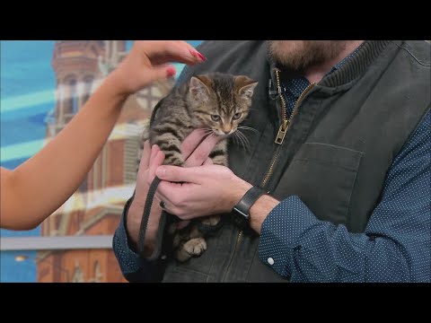 Pet Saver: Snowy - YouTube