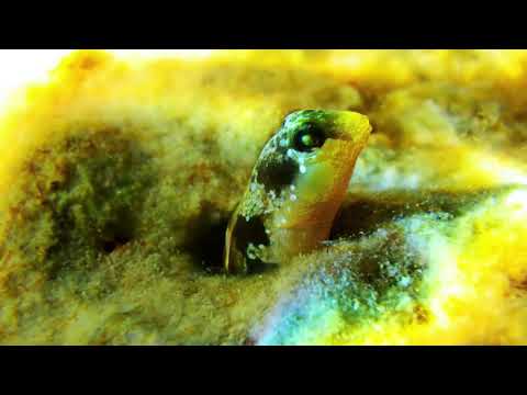 TIHOMIR TV - SLINGURICA RUPIČARKA (Official Educational Video)