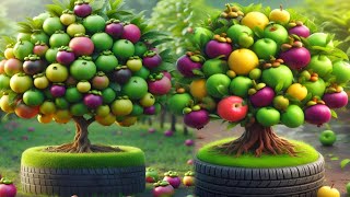 Easy and new method for growing and planting hybrid mangosteen and guava fruit trees. #gardening