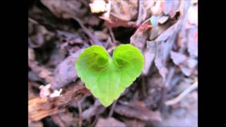 Adrienne Young - Its all the same