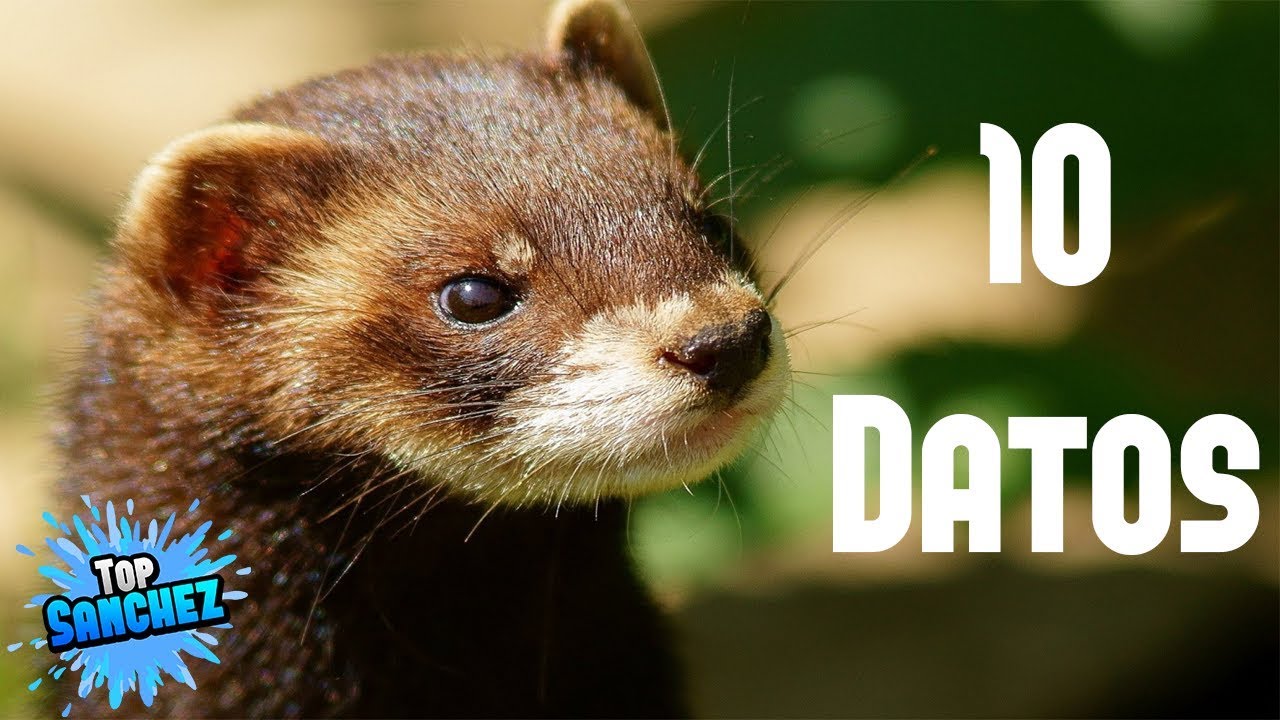 Watch 10 Cosas Que No Sabias Sobre Los Hurones. Top Sanchez Now 10 Cosas Que No Sabias Sobre Los Hurones. Top Sanchez