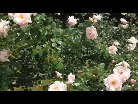 つるバラ「ニュードーン」 植物