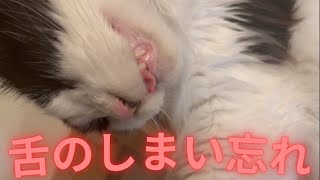 舌をしまい忘れた猫#Shorts