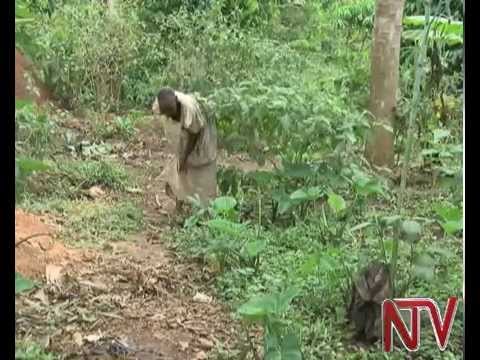 The plight of the elderly in Uganda