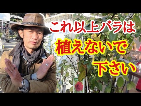 美しいバラの茂みを育てるにはどうすればよいですか？マスターすべき 6 つの基本的なジェスチャー  庭園