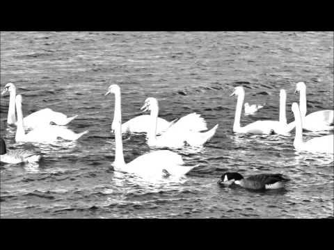 KOHLER  Dolls' Waltz from 25  Romantic Studies  Flute solo