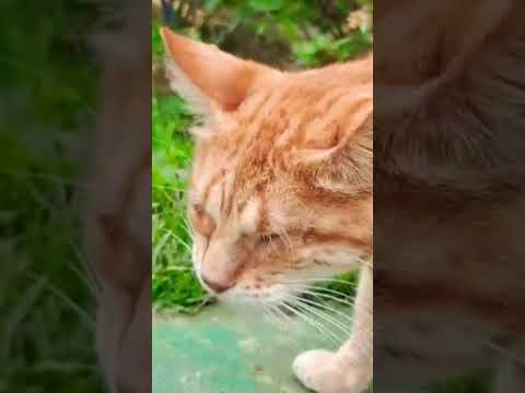 Gatinho cego do Assentamento Terra Vista em Arataca na Bahia
