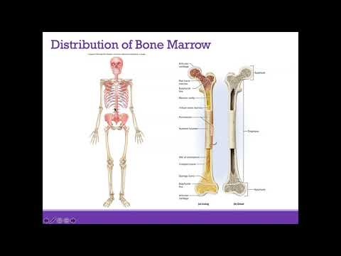 AP1 Online | Chapter 7: Bone Tissue