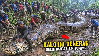 Download lagu Penangkapan Ular Piton Raksasa Paling Menegangkan di pertengahan tahun 2026 mp3