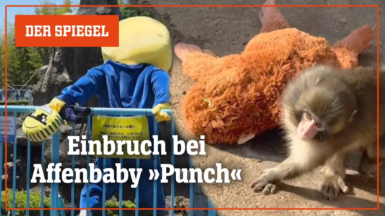 Virales Affenbaby: Mann klettert ins Gehege von Internetstar »Punch« | DER SPIEGEL