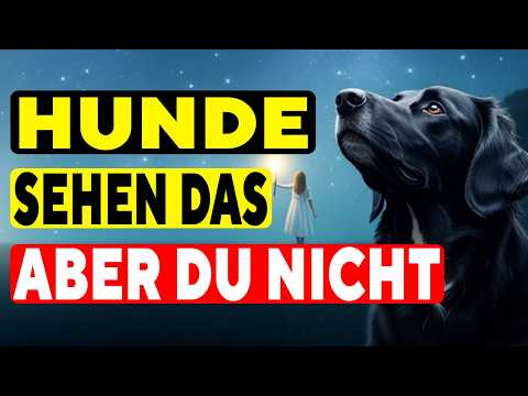 15 Schockierende Dinge, die NUR Hunde sehen und hören können