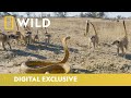 Cobra Vs Meerkat Wild Africa National Geographic Wild UK