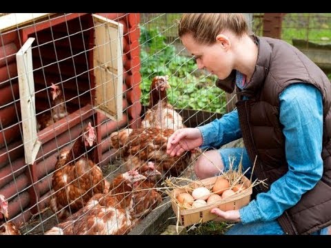 , title : 'Tavukların Yumurta Verimini Nasıl Arttırırız? (TATMİN EDİCİ YUMURTA VERİMİNE ULAŞABİLMEK!)'