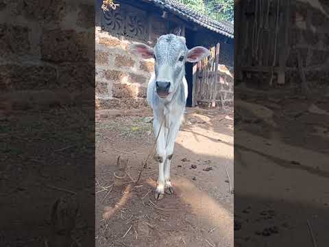 my pumpa#viral #reels #share #trending #ytshorts #like #flowers