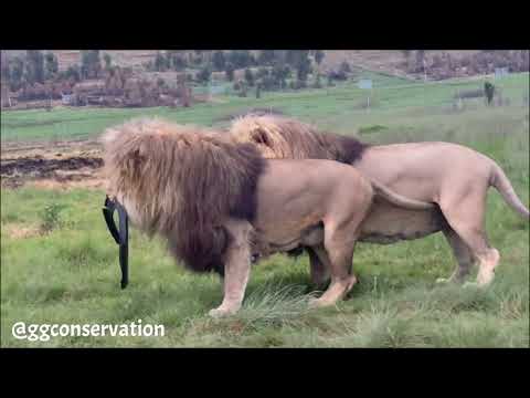 Даже большие кошки любят играть