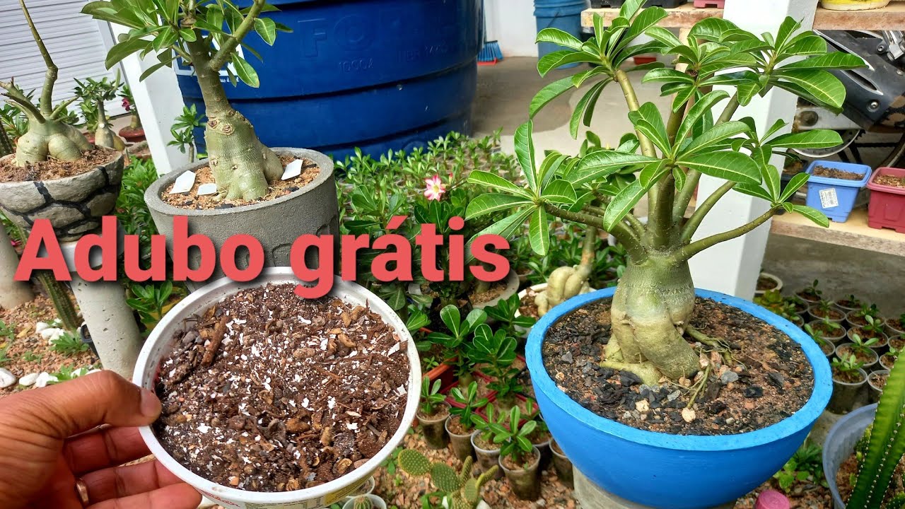 Como fazer adubo caseiro para rosa do deserto