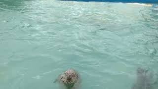 稚内ノシャップ寒流水族館のゴマフアザラシ