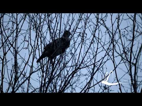 It's finally spring. Partridge in the birch tree eating early leaf buds in North Bay, Ontario