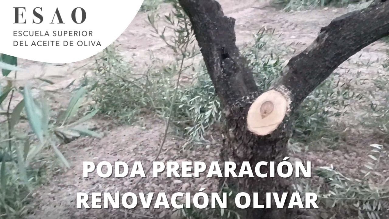 Poda de preparación para la renovación en olivar picual de un pie de 30 años