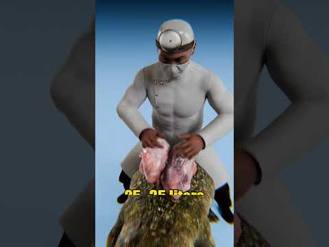 Sparrow Lungs vs Crocodile Lungs Capacity