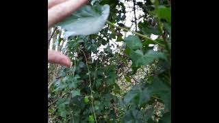 AMAZING example of Fibonacci sequence found in nature