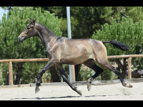 ARTISTA DE SUSAETA - SIRED BY DOBLON-TR - FANTASTIC CONFORMATION - ONE YEAR OLD