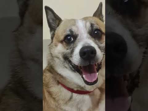 Achin tapak dam funny dog#trendingshorts#youtubeshorts