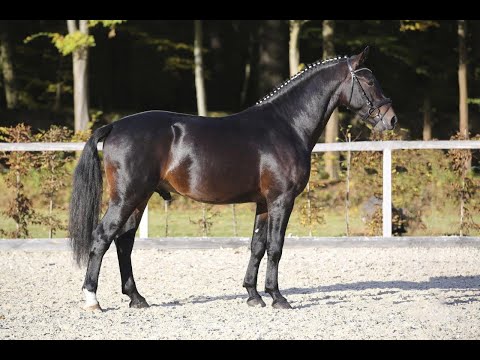 KN 06 v. Ellington - Lombard