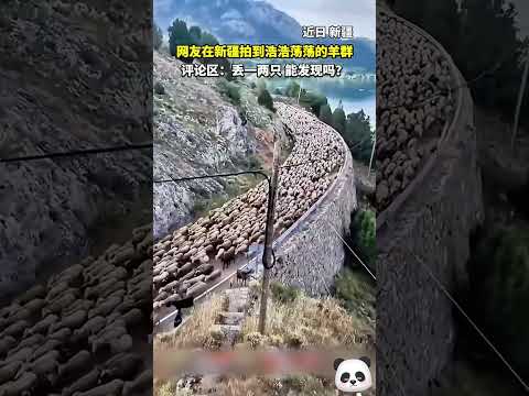 網友在新疆拍到浩浩蕩蕩的羊群，留言區：丟一兩隻，能發現嗎？