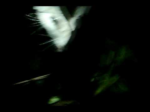 The Opossum - Americas Marsupial