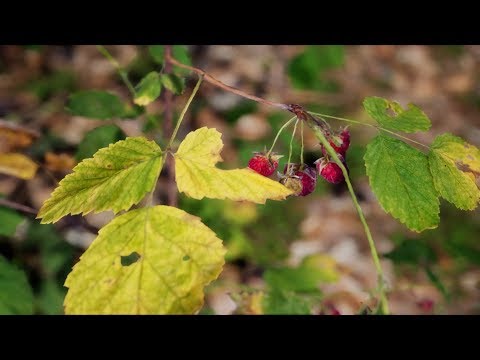 UE4 Wild Berries: photorealistic Trailer