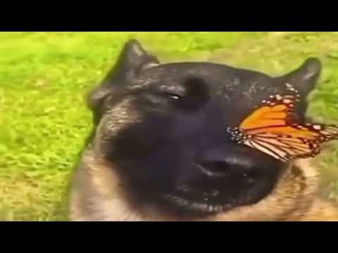 собака с бабочкой на носу (мем)