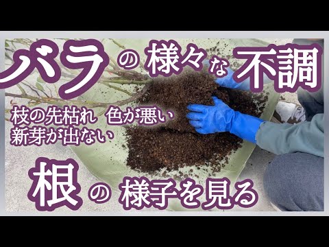 園芸 種子または穀粒の層別化