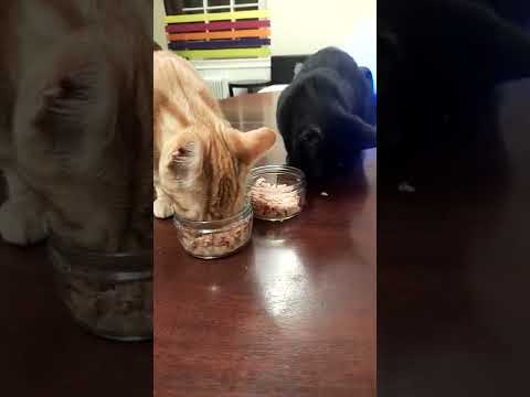 Kittens having tuna for their first time
