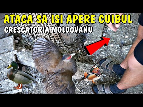 Crescătoria Moldovanu cu sute de păsări diferite ❤ Făzănița Atacă să își apere CUIBUL 😲
