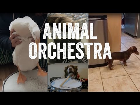 The Fabulous Animal Orchestra Supergroup