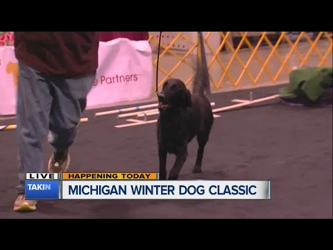 Michigan Winter Dog Classic