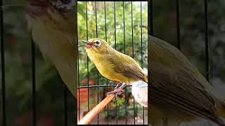 Download lagu Pleci Nembak Materi Pleci Nishida#shorts mp3 Download lagu Pleci Nembak Materi Pleci Nishida#shorts mp3