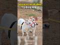 छोटी गाय कैसे खरीदें Punanu Cow Short Punganurcow Minicow