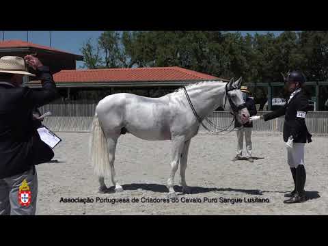 200619 16 Unicornio - Aprovação de Garanhões