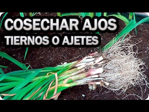 , title : 'Como Y Cuando Cosechar Ajos Tiernos O Ajetes || Cultivo Ajo || La Huertina De Toni'