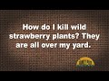 Q&A – How do I kill wild strawberry plants? They are all over my yard.