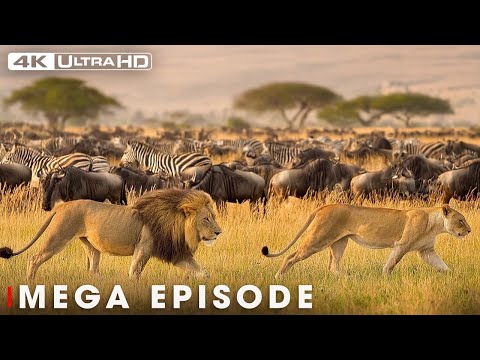 Secrets of the Lion King