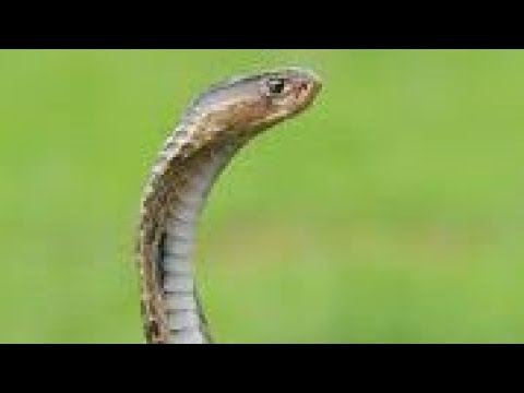 OKULOOTA OMUSOTTA/ EMISOTTA (DREAMING ABOUT SNAKES)